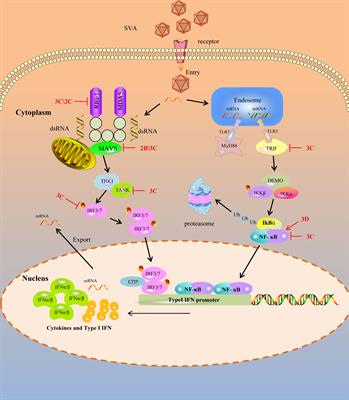 Frontiers | The Game Between Host Antiviral Innate Immunity And Immune ...